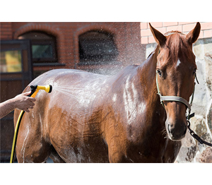 Horse Grooming 