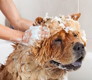 Dog/Cat Grooming 